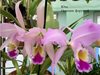 Cattleya gaskelliana 